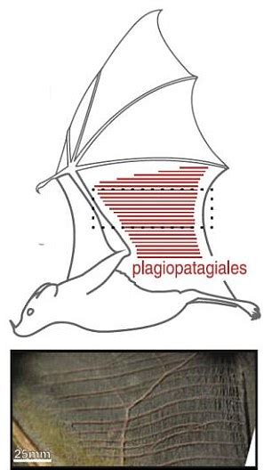 In short, we name muscles in respect to their location, size, shape, direction (orientation of the fibers), number of origins, location. Straight out of the Dark Knight! Bats use hair-thin ...