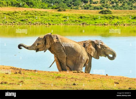 Two Young African Elephants Near A Pool Addo Elephant National Park