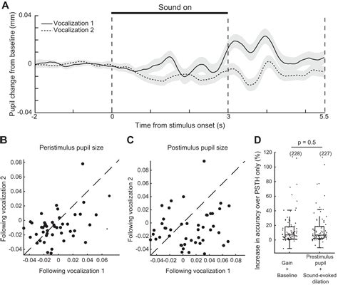 Pupil Associated States Modulate Excitability But Not Stimulus