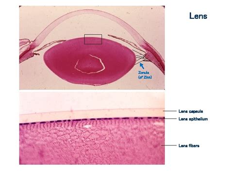 Eye And Ear Histology Orientation Images Eyelid Structures