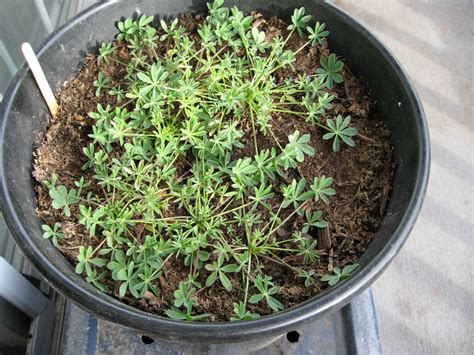 Lupine cuttings, harvested in early spring, produce an exact duplicate of the parent plant. Mother Nature's Backyard - A Water-wise Garden: Plant of ...