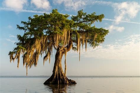 Check spelling or type a new query. North America | stefanforster.com, Lake Fausse Point State ...