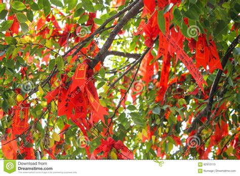 Albero di china bot. der chinarindenbaum. Nastro Rosso Su Un Albero Di Desiderio In Lianhuashan ...