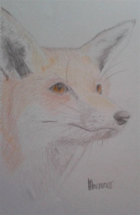 Red Fox Pencil Drawing By Avadakaziavra On Deviantart