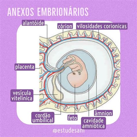 Anexos Embrionários Esquema Esquema