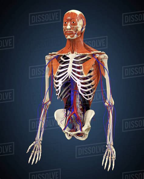 There are five types of skeletons and bones in human. Human upper body showing bones, muscles and circulatory ...