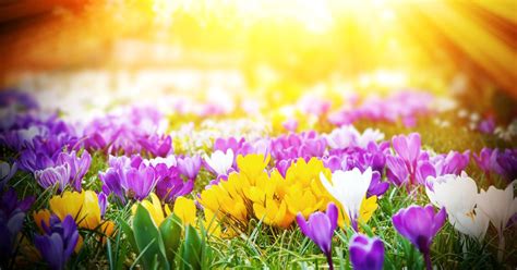 Need to know the exact date of of the first day of spring this year? When does spring 2018 begin? - North Wales Live
