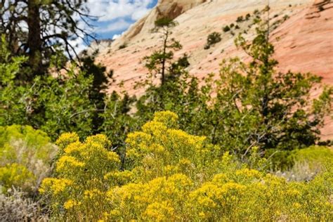 This Is The Absolute Best Time To Visit Zion National Park