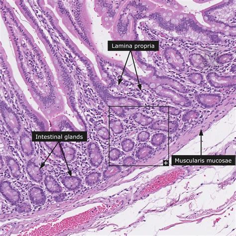 Histology Small Intestine Histology Slides Medical Knowledge