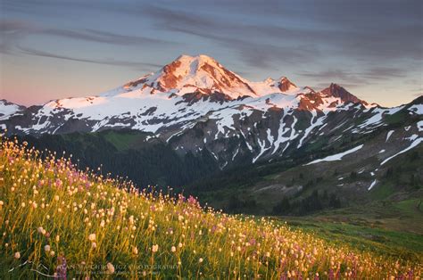 Mount Baker Wildflowers North Cascades Alan Majchrowicz Photography