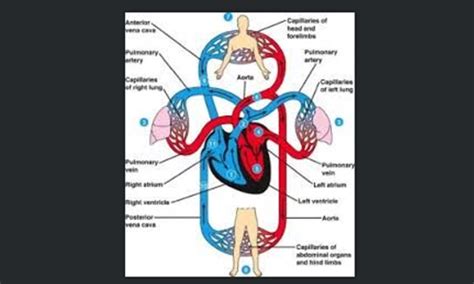 Circulatory System Platelets Abba Humananatomy