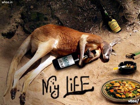 3,718 likes · 74 talking about this. Funny Kangaroo Drunkar For Facebook Free Download