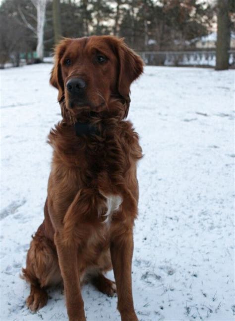 Our breeding is exclusively dedicated to the rustic golden retriever. Dark Red Golden Retriever for sale in UK | View 26 ads