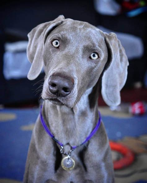 The 14 Cutest Weimaraners Youve Ever Seen Page 2 Of 5 The Dogman