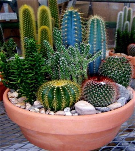 Cómo Cultivar Cactus