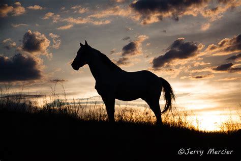 Mg8367 Wild Horse At Sunset A Wild Stallion At Sunset Flickr