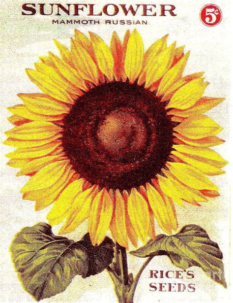 Antique Sunflower Seeds Pack Digital Art Vintage Seed Packets