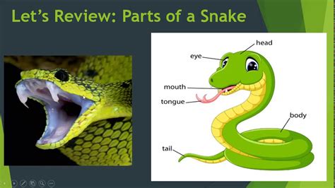 Parts Of A Snake Final Video Youtube