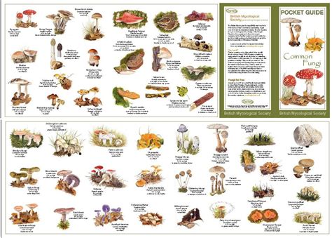 Wildmushroomidentificationcharts Order By Mail Using The Order