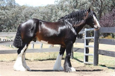 Shire Horse Society Of Australia Darkmoor Shires