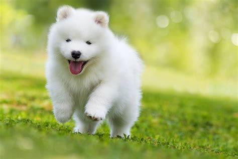 5 Essential Facts About Samoyeds Greenfield Puppies