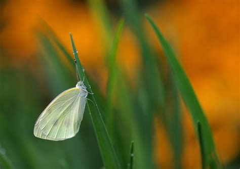 Wallpaper Sunlight Animals Nature Plants Butterfly Insect Green