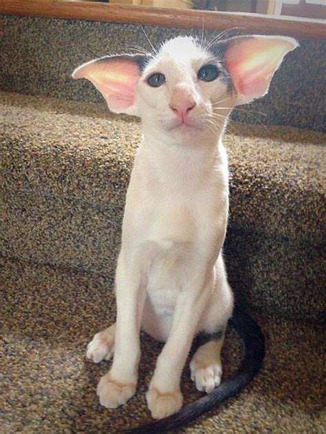 Psbattle A Cat With Extremely Large Ears Photoshopbattles