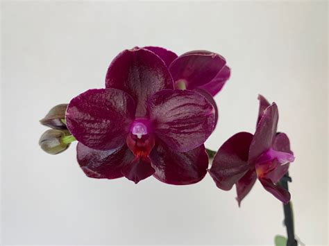 Phalaenopsis Sogo Relax Orchideen Wichmannde Highest Horticultural