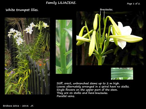 White Trumpet Lilies Botany Brisbane