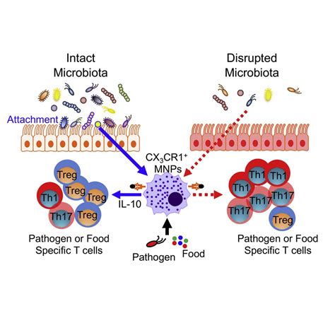 Critical Role For The Microbiota In Regulation Of Intestinal T Cells