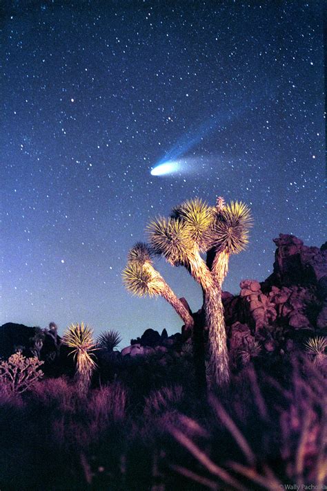 Comet Hale Bopp Over Joshua Tree Joshua Tree National Park Wally
