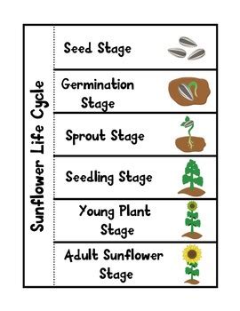 Sunflower life cycle sequencing activity worksheet by little blue. Sunflower Life Cycle by The K-2 Guru | Teachers Pay Teachers