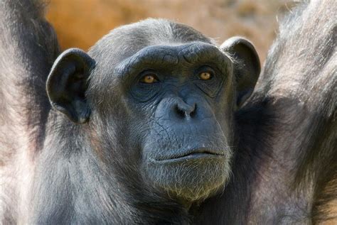 From late middle english humayne, humain, from middle french humain, from latin hūmānus m (of or belonging to a man, human, humane, adjective), from humus, with unclear ū. Could Chimps and Humans Mate? Tales of 'Humanzee' Hybrid ...