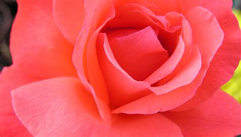 A List Of The Most Fragrant Roses Garden Guides