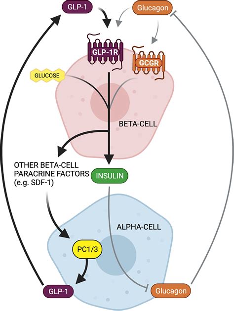 Frontiers Alpha Cell Paracrine Signaling In The Regulation Of Beta