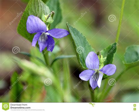 Violet Flower Viola Odorata In A Forest Spring Stock Image Image Of