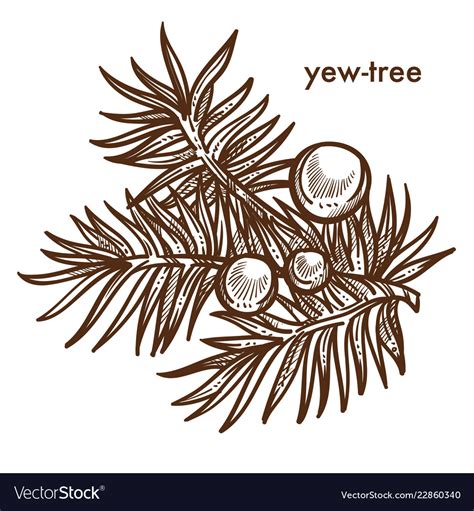 Yew Tree Branch Of Tree With Berries Monochrome Vector Image