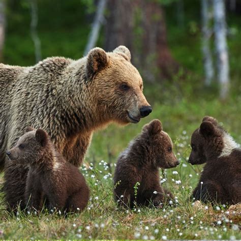 Sow Grizzly Bear And Cubs In Flowers Bear Animals