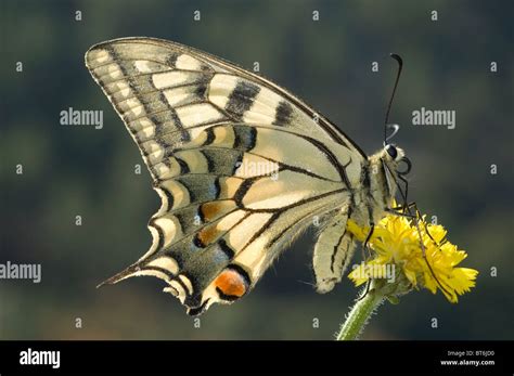 Swallowtail Butterfly Papilio Machaon Stock Photo Alamy