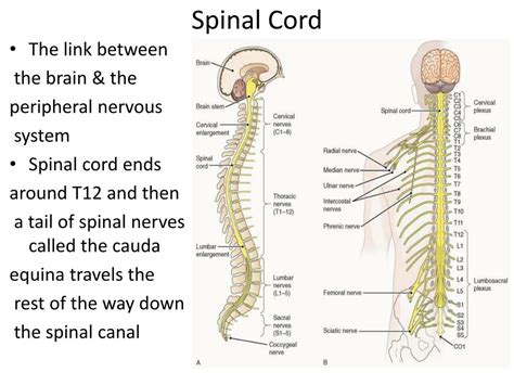 Ppt The Nervous System Spinal Cord Spinal Nerves Powerpoint Sexiz Pix