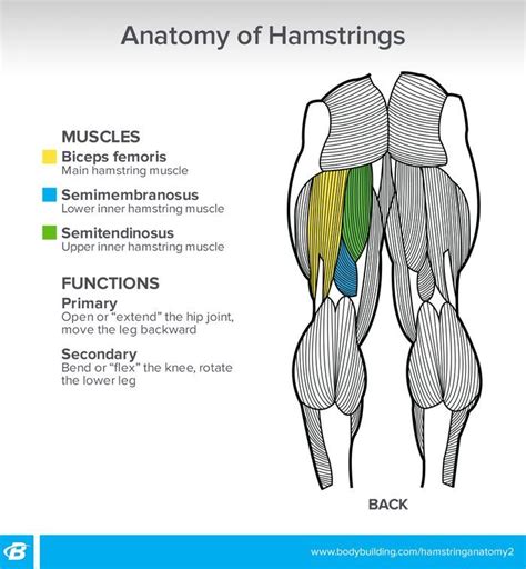 Want to learn more about it? The Other Curl: Get The Most Out Of Your Hamstring ...