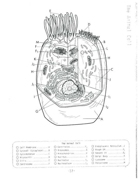 Use the download button to view the full image of animal cell coloring page key, and download it to your computer. Animal Cells Coloring Worksheet Plant Cell Coloring Key ...