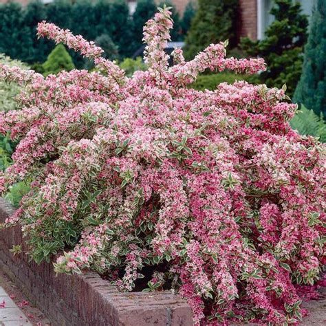 Always great deals & fast shipping! Gardens, Kid and Sun on Pinterest