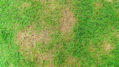 Does My Lawn Have Brown Patch Disease Or Does It Just Need Water A