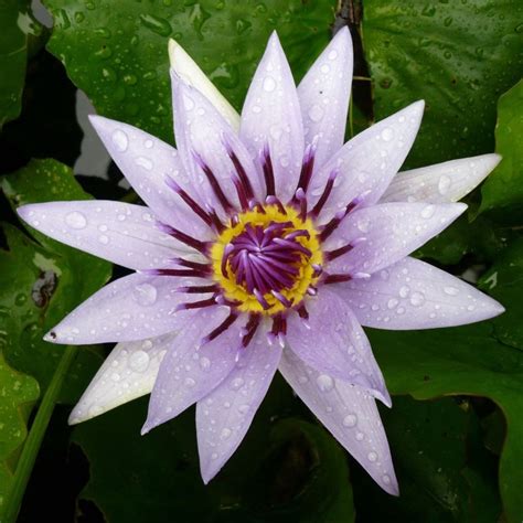 Buy Water Lily Nymphaea Colorata £5999 Delivery By Crocus