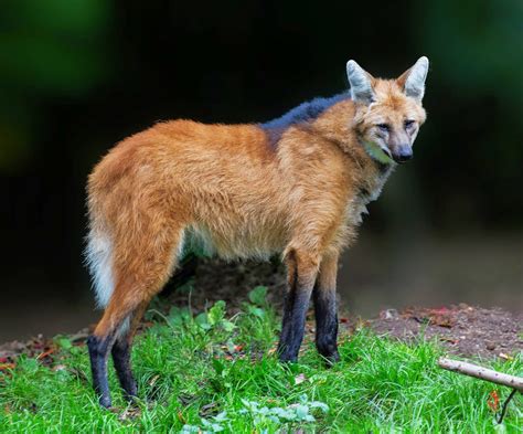 Maned Wolf Photos Wallpapers The Fun Bank