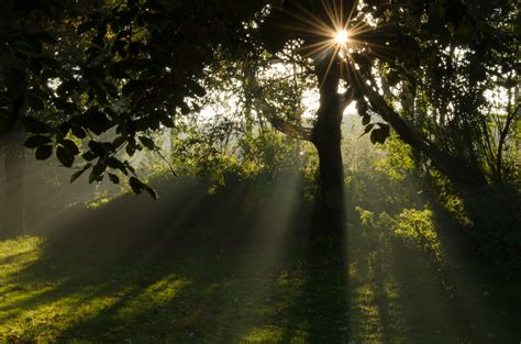 무료 이미지 경치 나무 숲 분기 안개 햇빛 아침 잎 꽃 녹색 반사 밀림 가을 조명 떠오르는 태양