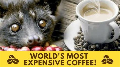 Maybe you would like to learn more about one of these? World's Most Expensive Coffee - Civet Coffee - YouTube