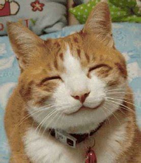 Bedanya kucing domestik memiliki ukuran tubuh yang lebih kecil dan telah mengalami domestikasi atau penjinakan. KUCING OH KUCING | Cerita Kami