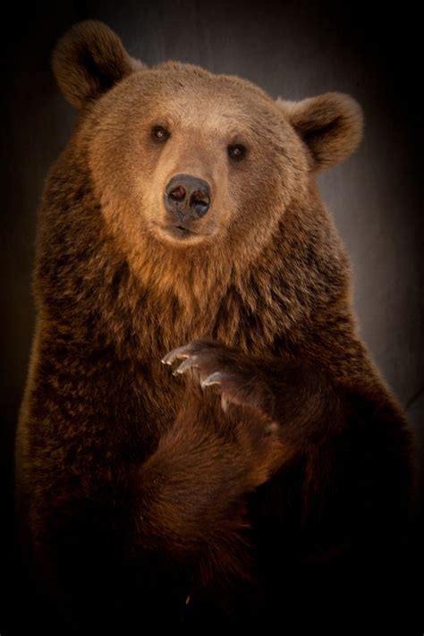 17 Best Images About Grizzly Bear Photography On Pinterest